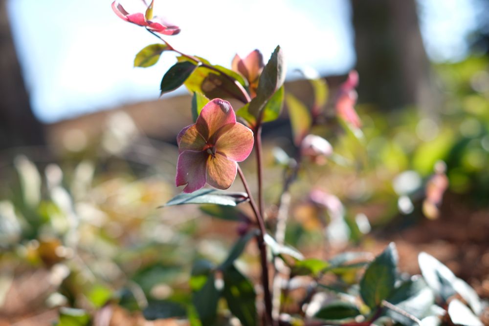 ロウバイ香る花やさと山で、深呼吸を