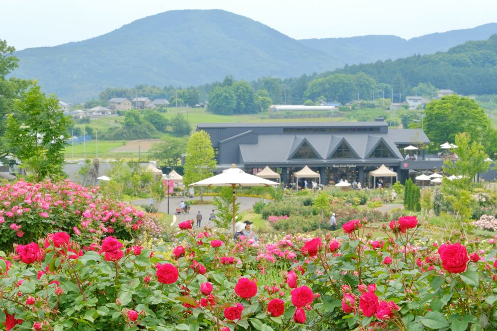 2022/5/22【開花状況】バラの開花状況