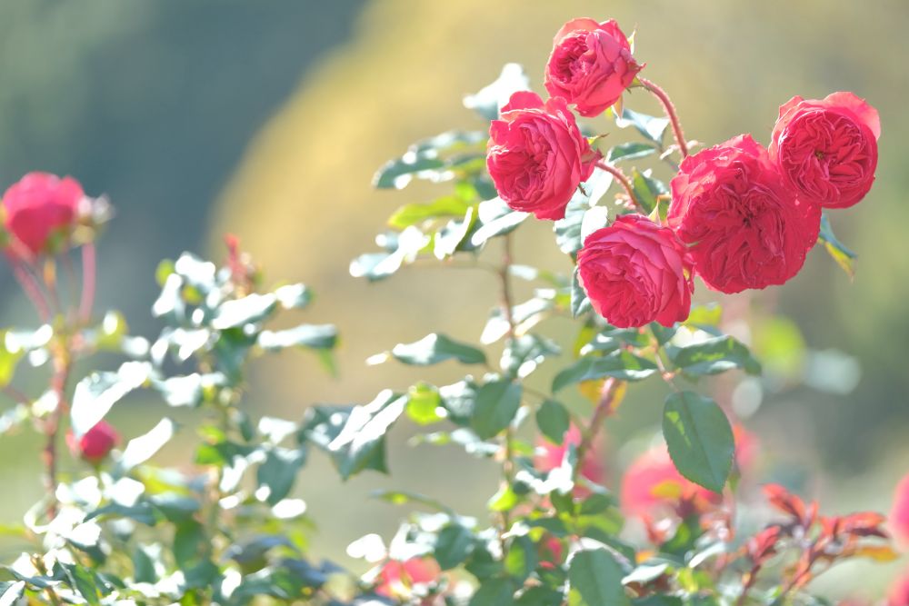 2023/11/8【開花状況】バラが咲き誇る品種園、平日はトゥクトゥクに乗って巡れる園内