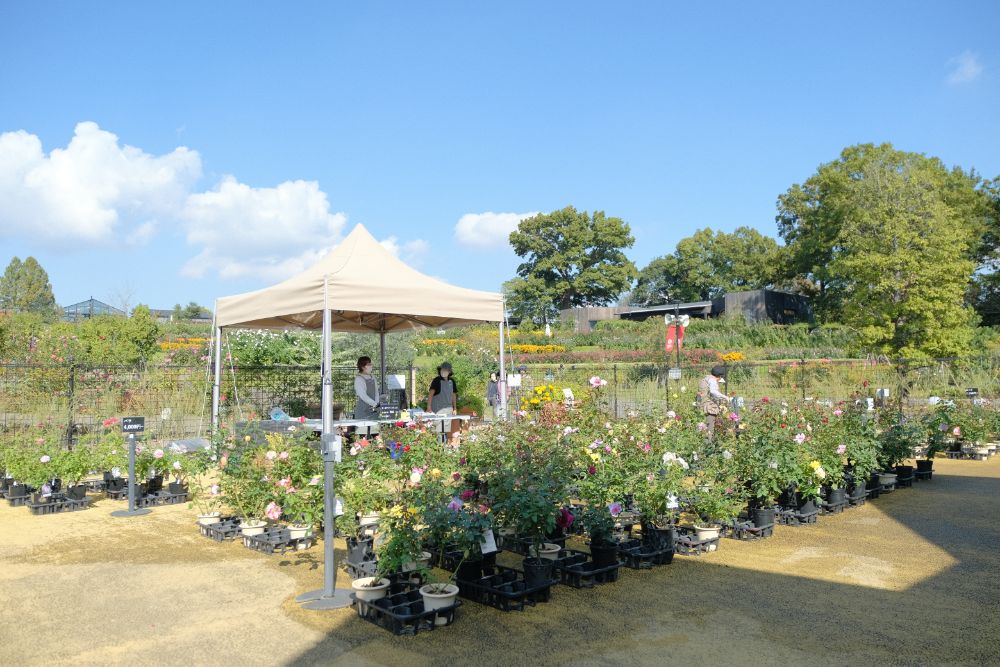 今日は茨城県民の日！県花のバラに囲まれて地元の食材を味わう
